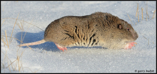 Northern Pocket Gopher