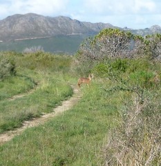 Raphicerus melanotis