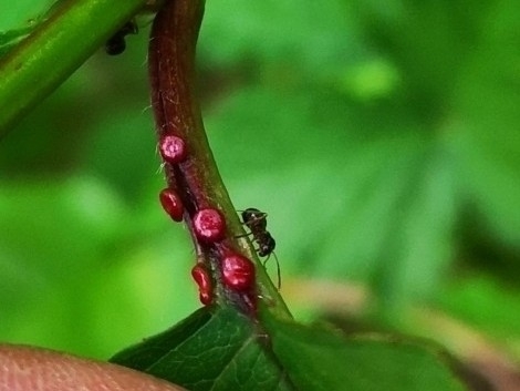 Cherries on a tree