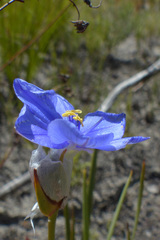 Aristea oligocephala