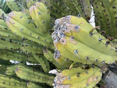 Myrtillocactus