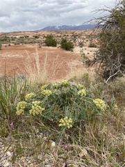 Asclepias macrosperma