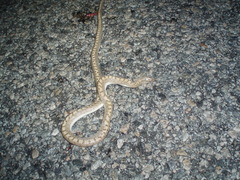 Arizona elegans eburnata