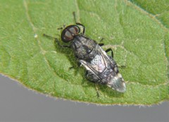 Euryneura