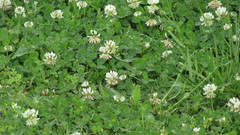 Trifolium repens