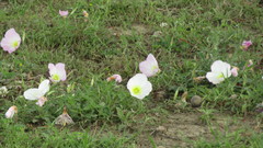 Oenothera speciosa