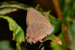 Satyrium liparops aliparops