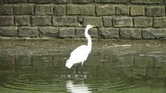 Ardea alba