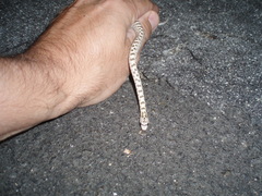 Arizona elegans eburnata