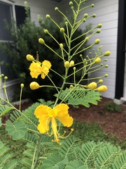 Caesalpinia