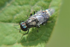 Euryneura