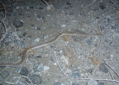 Arizona elegans eburnata