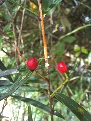 Nestegis montana