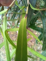Nestegis montana