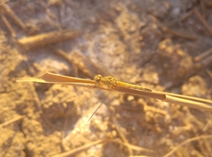 Selysiothemis nigra