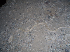 Arizona elegans eburnata