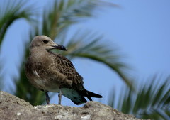 Ichthyaetus audouinii