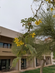 Parkinsonia praecox