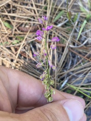 Polygala crenata