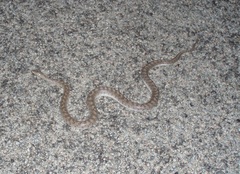 Arizona elegans eburnata
