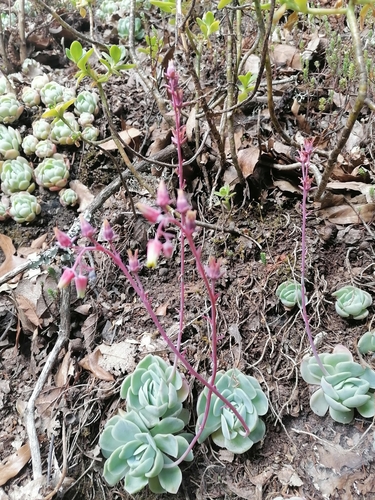 Echeveria elegans