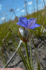 Aristea oligocephala
