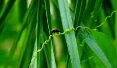 Epilachna paenulata