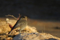 Phoenicurus ochruros