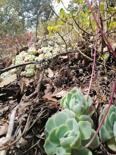 Echeveria elegans