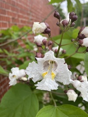 Catalpa speciosa