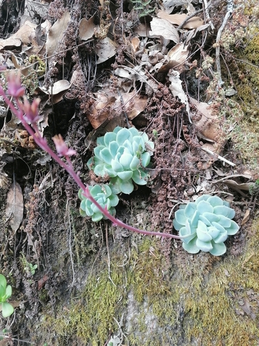 Echeveria elegans