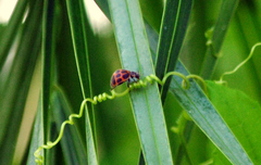 Epilachna paenulata