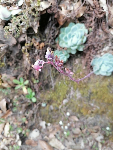 Echeveria elegans