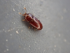 Philothermus glabriculus