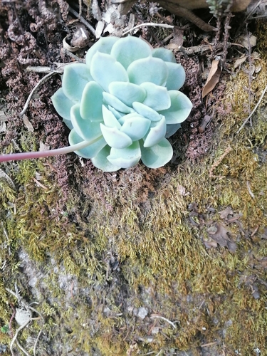 Echeveria elegans