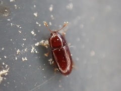 Philothermus glabriculus