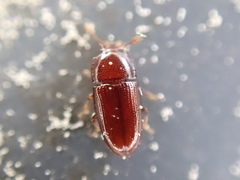 Philothermus glabriculus