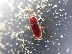 Philothermus glabriculus