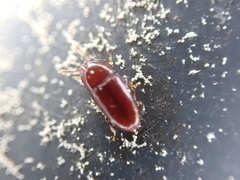 Philothermus glabriculus