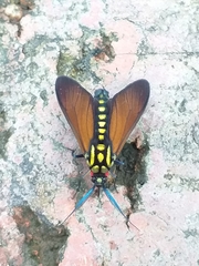 Eriphioides fastidiosa