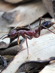 Myrmecia regularis