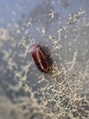 Philothermus glabriculus