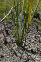 Aristea oligocephala