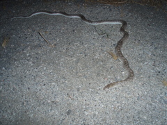 Arizona elegans eburnata