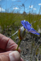 Aristea oligocephala
