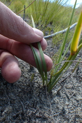 Aristea oligocephala