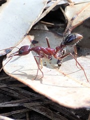 Myrmecia regularis