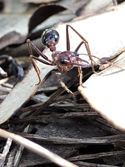 Myrmecia regularis