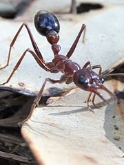 Myrmecia regularis
