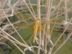 Crocothemis servilia